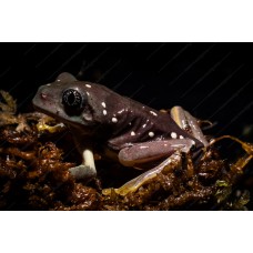 Rana verduzca - agalychnis dacnicolor